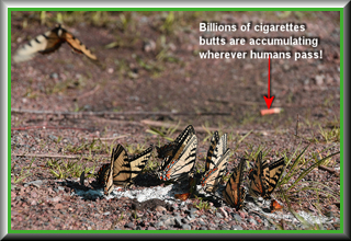 cigarette butts are everywhere